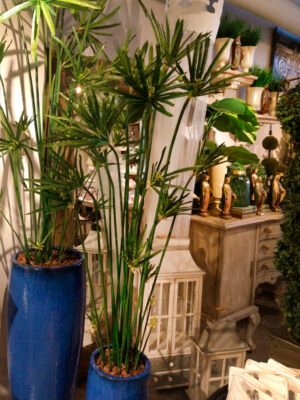 Arbol Cipres