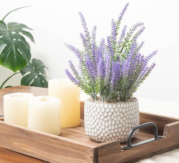 Planta con maceta Lavanda - Imagen 2