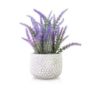 Planta con maceta Lavanda