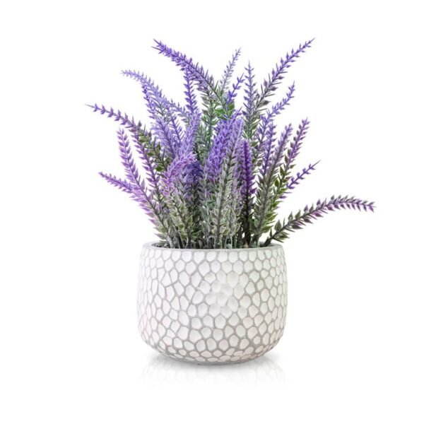Planta con maceta Lavanda