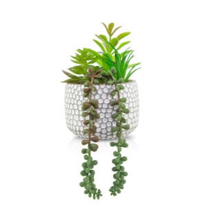 Longo | Planta con maceta