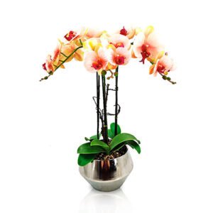 Margot | Orquídea