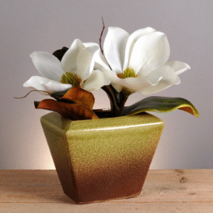 MONGOLIA EN MACETA- Descuento en efectivo