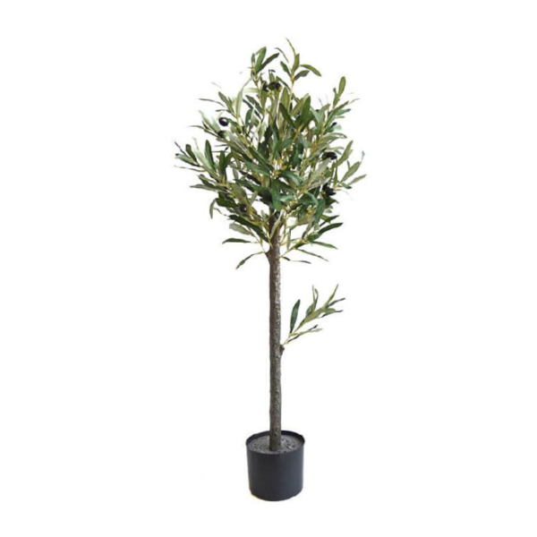 PLANTA DE OLIVO 180CM