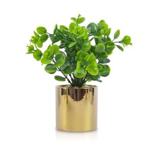 Shine | Planta con maceta