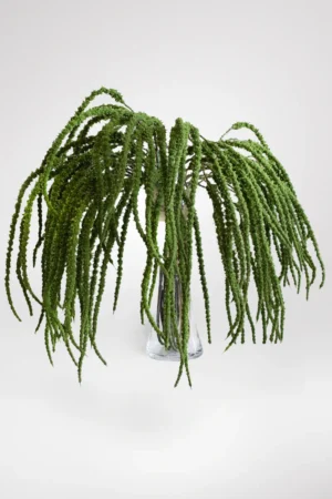 VARA AMARANTO VERDE