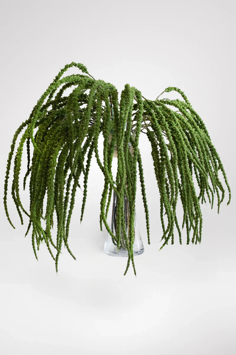 VARA AMARANTO VERDE