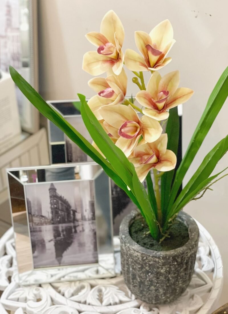 Cher | Orquídea 54cm